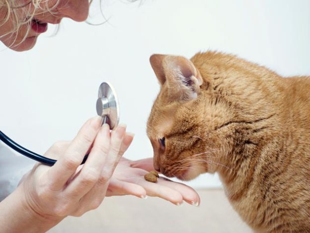 Katten på veterinärbesök